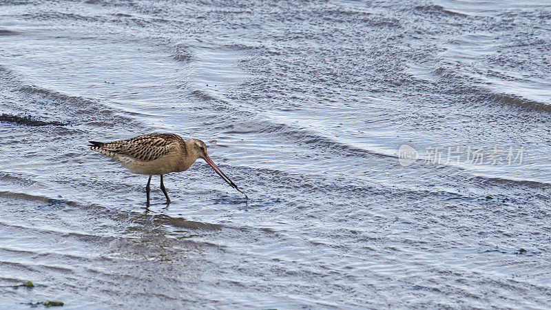 在冬季羽毛的Bar Tailed Godwit (Limosa lapponica)